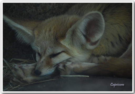 Living Desert Zoo