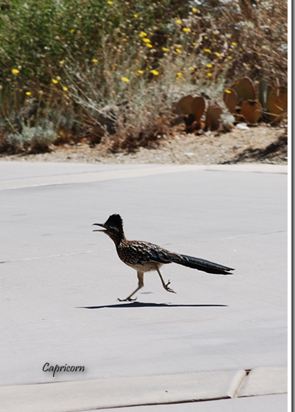 Living Desert Zoo