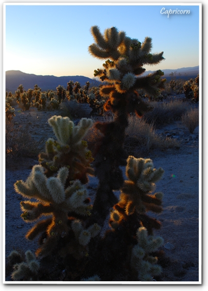 Joshua Tree National Park