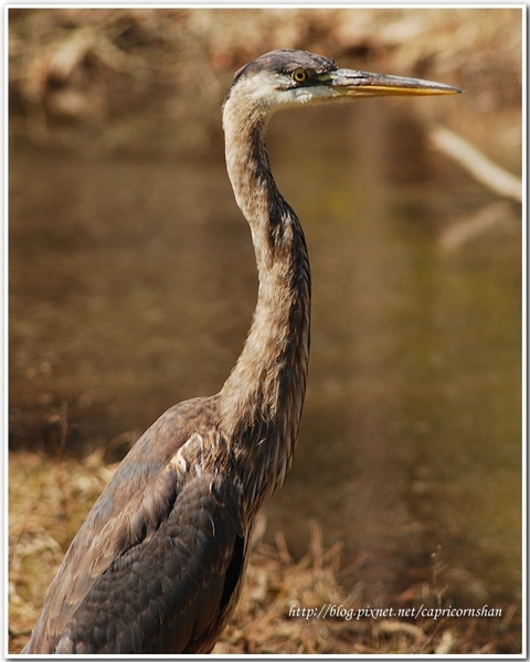 Blackwater Wildlife Refuge Center