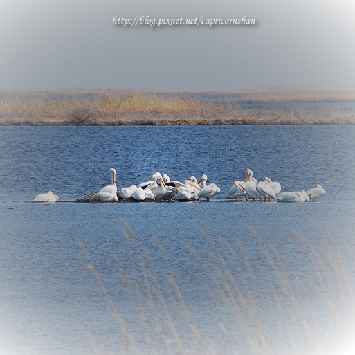 Blackwater Wildlife Refuge Center