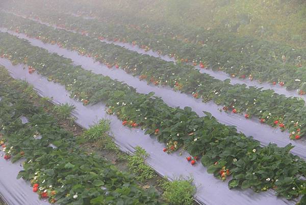 IMG_9497 (複製).JPG