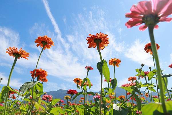 21高雄美濃杉林花海 向日葵迷宮 高雄美濃杉林花海活動停辦但農田已撒下花種做為綠肥新春期間仍有32公頃的花海可遊賞 21高雄美濃杉林花海 旅人狂潮 艾倫的旅遊日記 21高雄美濃杉林花海 向日葵迷宮 高雄美濃杉林花海活動停辦但農田已撒下花種做為綠肥新春期間仍有32公頃的花海可遊賞 21高雄美濃杉林花海 旅人狂潮 艾倫的旅遊日記