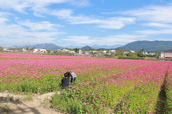 21高雄美濃杉林花海 向日葵迷宮 高雄美濃杉林花海活動停辦但農田已撒下花種做為綠肥新春期間仍有32公頃的花海可遊賞 21高雄美濃杉林花海 旅人狂潮 艾倫的旅遊日記 21高雄美濃杉林花海 向日葵迷宮 高雄美濃杉林花海活動停辦但農田已撒下花種做為綠肥新春期間仍有32公頃的花海可遊賞 21高雄美濃杉林花海 旅人狂潮 艾倫的旅遊日記