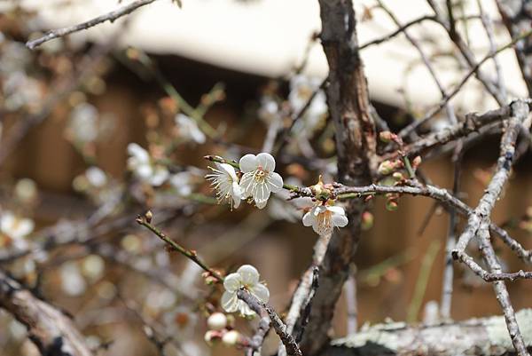 IMG_6582 (複製).JPG