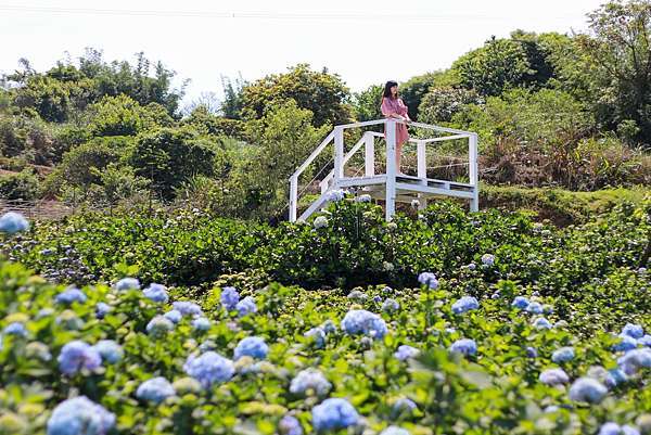 21高家繡球花田萬里第三園區 高家繡球花田 高家繡球花田萬里第三園區開花了來到新北萬里的夢幻花田 新北繡球花 Go阿綸 旅人狂潮 21高家繡球花田萬里第三園區 高家繡球花田 高家繡球花田萬里第三園區開花了來到新北萬里的夢幻花田 新北繡球花 Go阿綸 旅人狂潮
