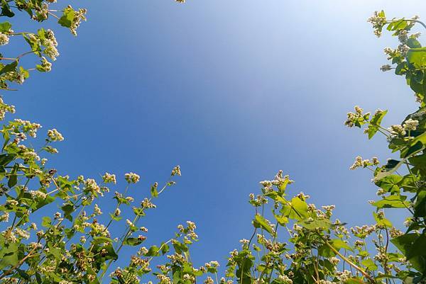 IMG_3168 (複製).JPG