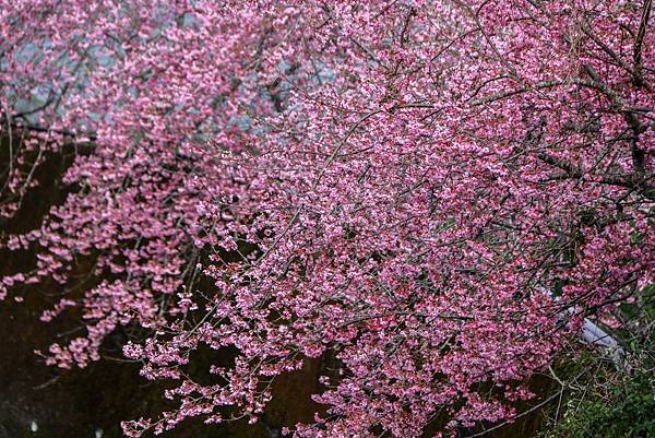 IMG_5454 (複製).JPG