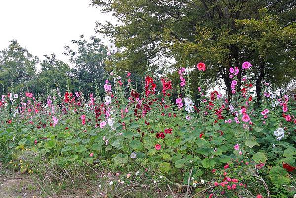 IMG_7064 (複製).JPG