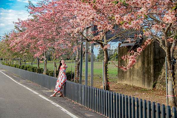 台南花旗木步道 金砂里花旗木步道 金砂里新寮台糖鐵道 台南花旗木炸開了道路上開著滿滿的桃紅色花海 台南西港花旗木旅遊 西港花旗木 Go阿綸 旅人狂潮 台南花旗木步道 金砂里花旗木步道 金砂里新寮台糖鐵道 台南花旗木炸開了道路上開著滿滿的桃紅色花海 台南西港花旗木旅遊 西港花旗木 Go阿綸 旅人狂潮