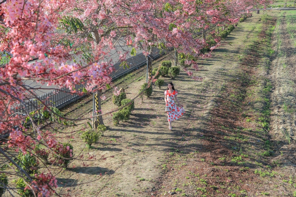 台南花旗木步道 金砂里花旗木步道 金砂里新寮台糖鐵道 台南花旗木炸開了道路上開著滿滿的桃紅色花海 台南西港花旗木旅遊 西港花旗木 Go阿綸 旅人狂潮 台南花旗木步道 金砂里花旗木步道 金砂里新寮台糖鐵道 台南花旗木炸開了道路上開著滿滿的桃紅色花海 台南西港花旗木旅遊 西港花旗木 Go阿綸 旅人狂潮