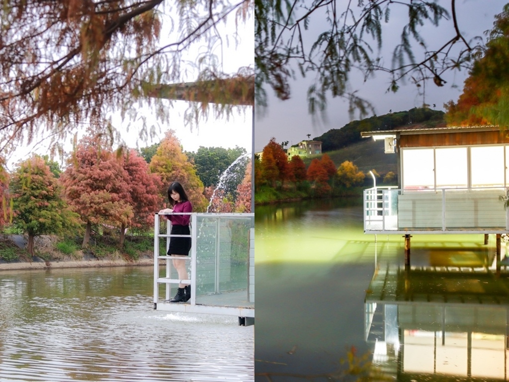 嘉義落羽松 迷霧松境 隱藏在嘉義民雄的水岸落羽松新秘境廢棄魚池重新整理30棵落羽松圍繞著魚池 民雄落羽松 民雄景點 Go阿綸 旅人狂潮