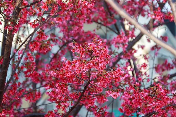 IMG_2561 (複製).JPG