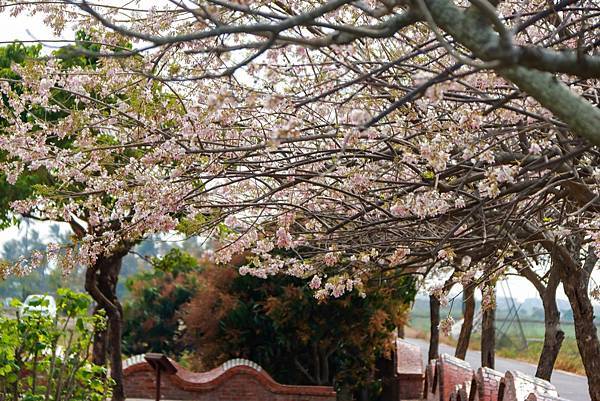 IMG_8315 (複製).JPG