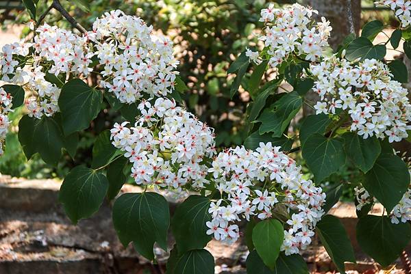 IMG_2502 (複製).JPG