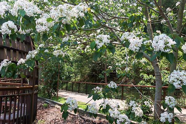 IMG_2643 (複製).JPG