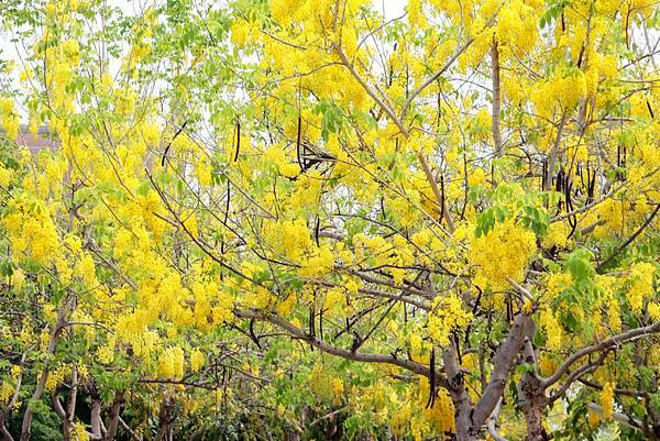 IMG_1725 (複製).JPG