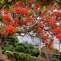 IMG_0600 (複製).JPG