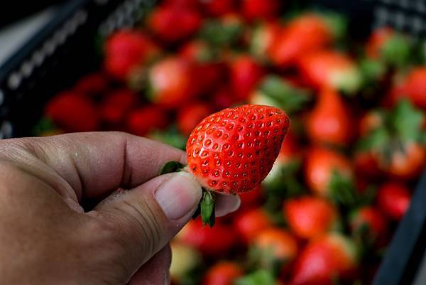 IMG_8288 (複製).JPG