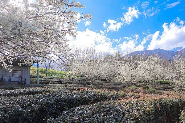 IMG_8652 (複製).JPG