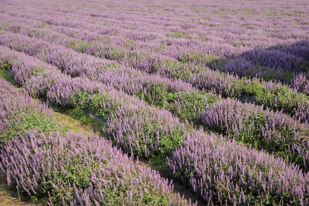 IMG_0666 (複製).JPG