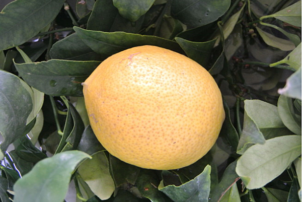 別怕檸檬味道酸 越酸越神，加入其他風味可以改善檸檬的味道特酸