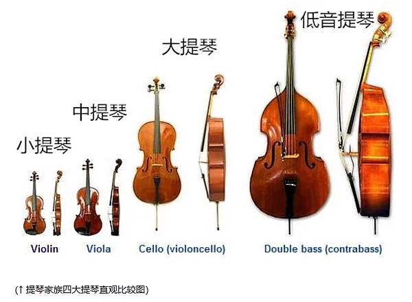 提琴家族比較