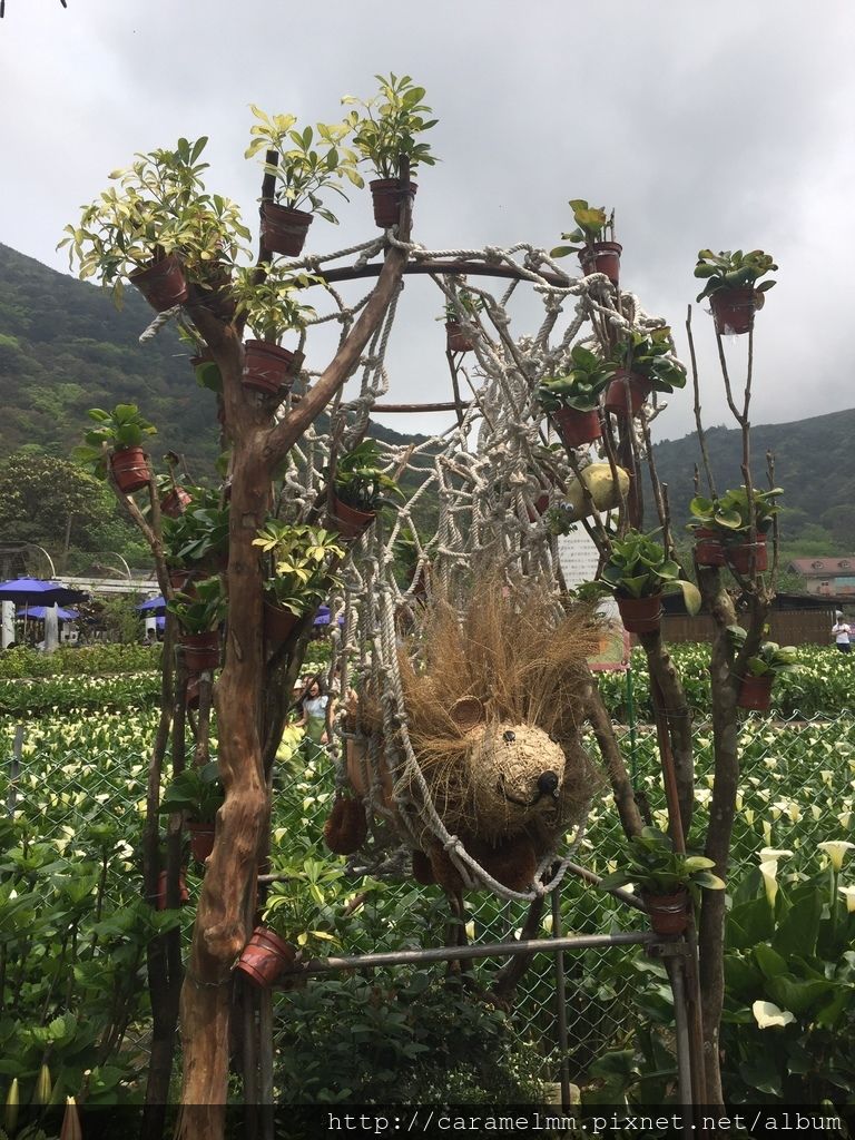 20160409(海芋)_8335.jpg 20160409(海芋)_8335.jpg