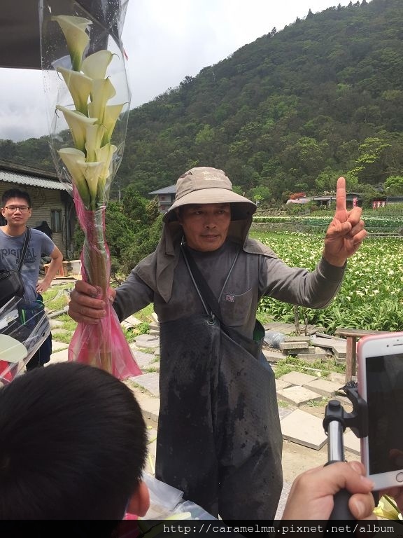 20160409(海芋)_7915.jpg 20160409(海芋)_7915.jpg