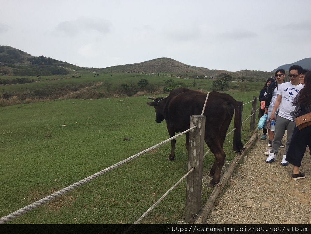 20160409(擎天崗)_4039.jpg 20160409(擎天崗)_4039.jpg