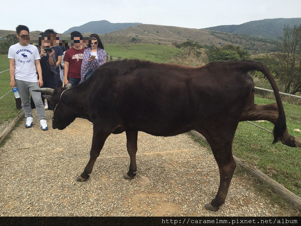 20160409(擎天崗)_7547.jpg 20160409(擎天崗)_7547.jpg