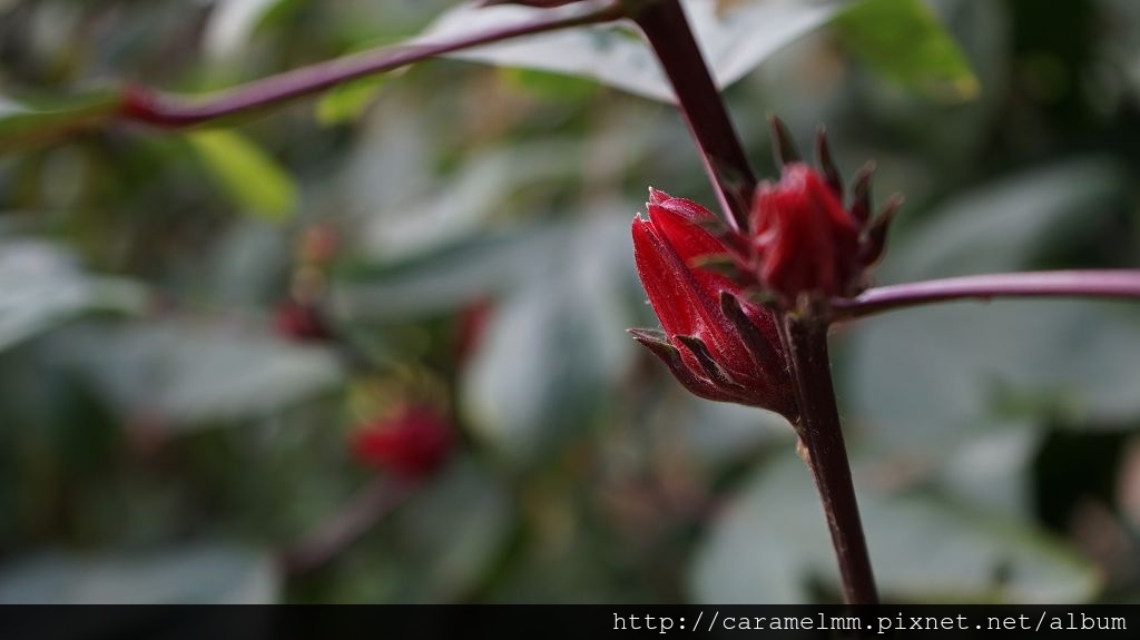 DSC06263.jpg DSC06263.jpg