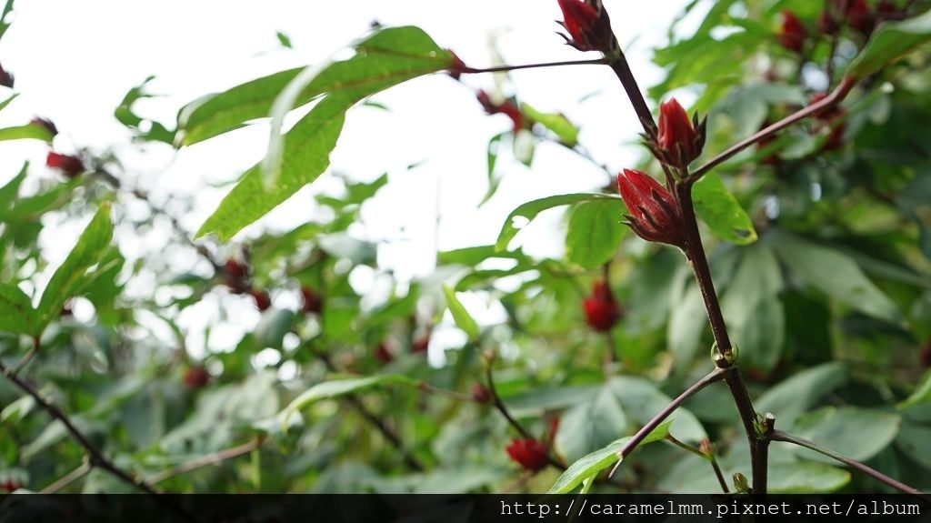 DSC06264.jpg DSC06264.jpg