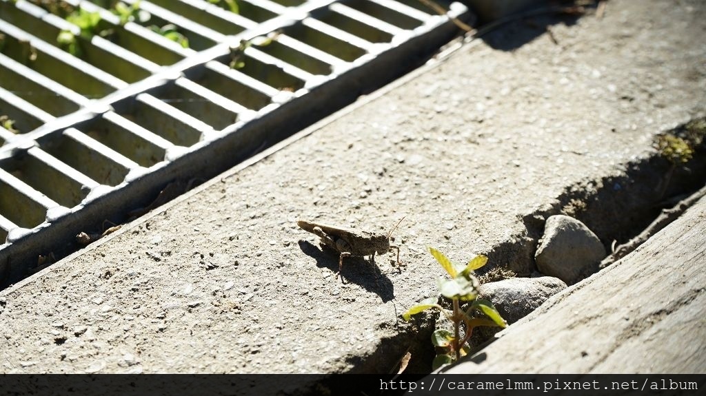 DSC06972.jpg DSC06972.jpg