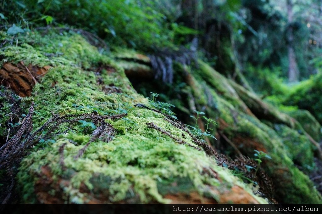 DSC06488.jpg DSC06488.jpg