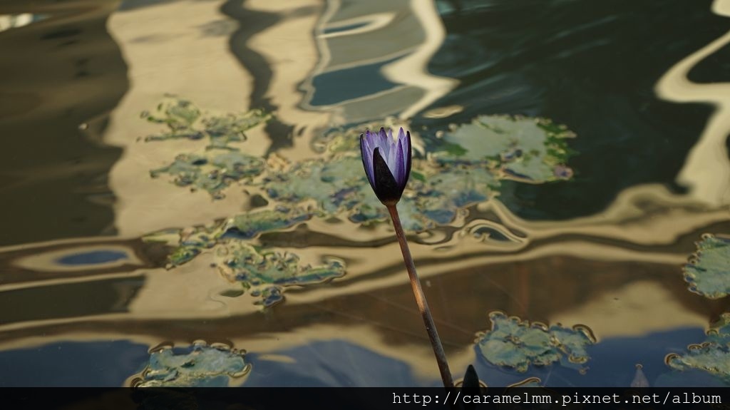 DSC07435.jpg DSC07435.jpg