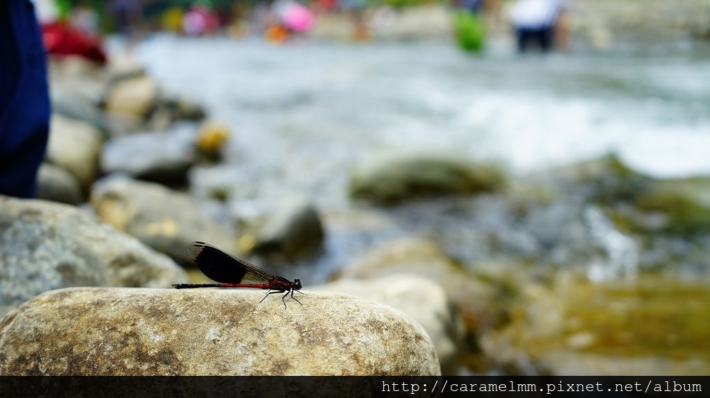 DSC07170.jpg DSC07170.jpg