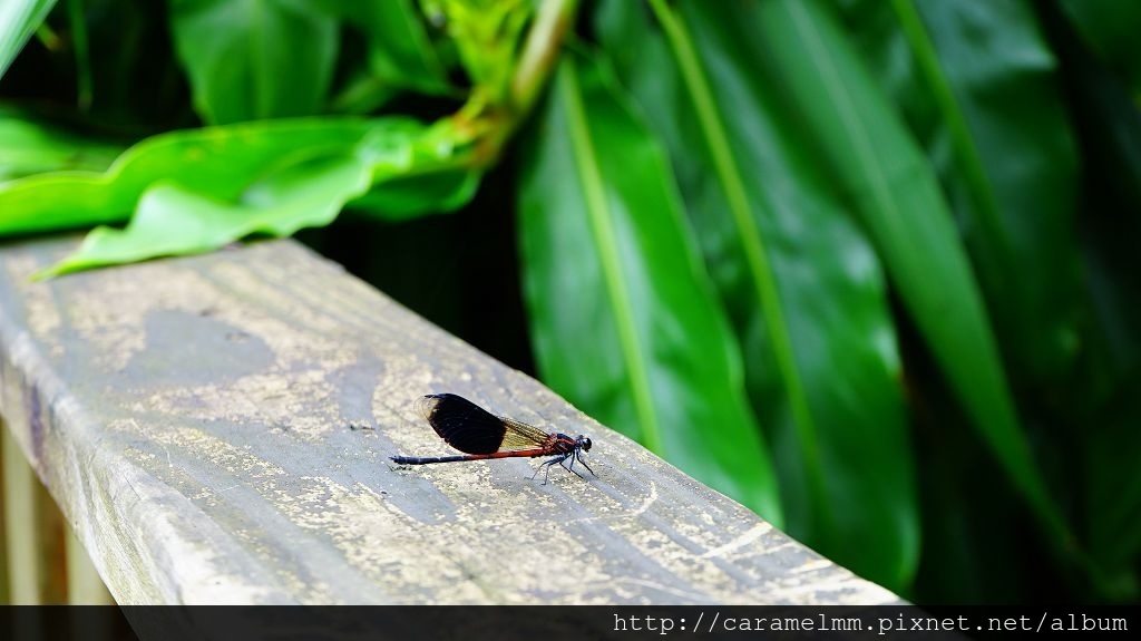 DSC06984.jpg DSC06984.jpg