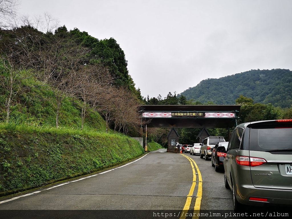 太平山國家森林遊樂區,鳩之澤溫泉,蹦蹦車,見晴懷古步道,鐵杉林國家步道,茂興車站,山毛櫸黃金林,宜蘭,大同,太平山,二日遊,景點,懶人包,太平山莊,溫泉,步道,吊橋,森林,國家公