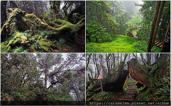 54 原始森林公園.jpg