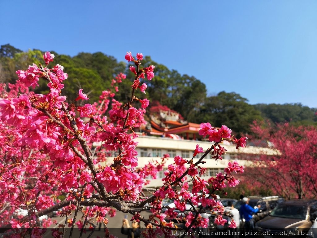 00 協雲宮 櫻花季.jpg