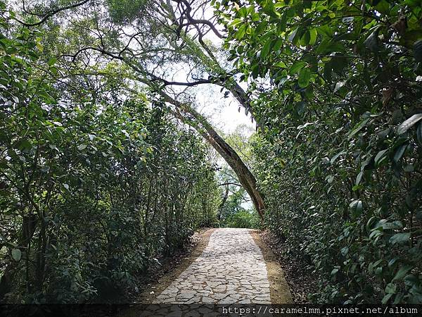 06 飛鳳山步道旁桂花.jpg