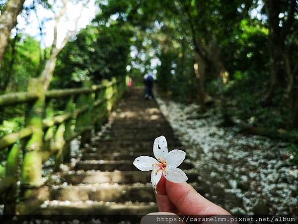 11 飛鳳山步道 油桐花.jpg