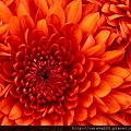 Chrysanthemum