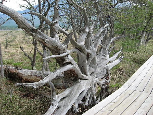 2010nikko 065.JPG