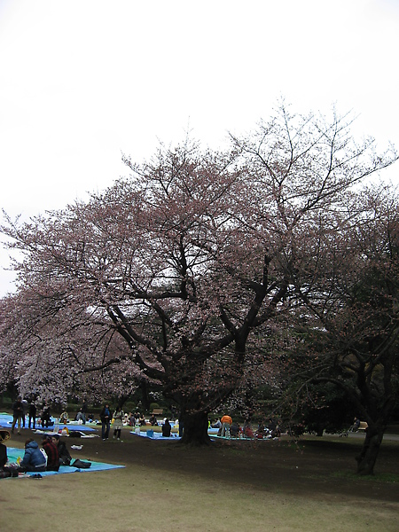 2010tokyo 050.JPG