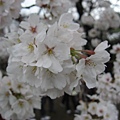 2010tokyo 055.JPG