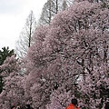 2010tokyo 062.JPG