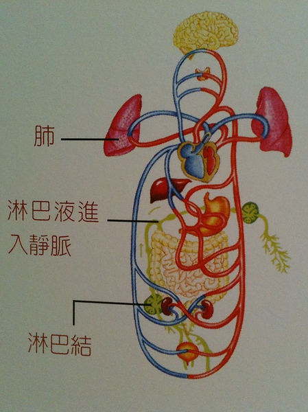 乳腺淋巴回流图片