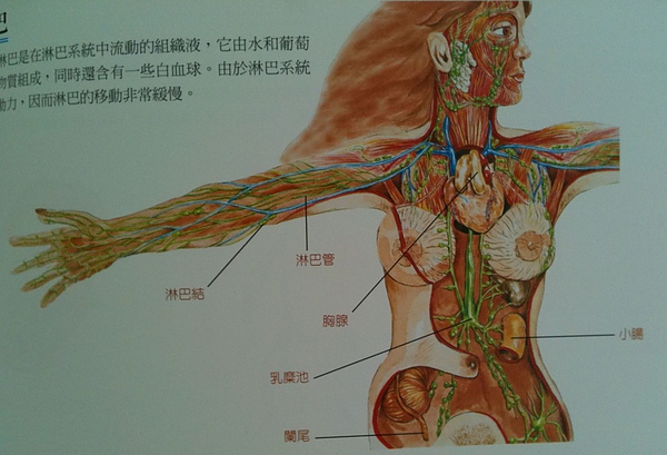 您不可不知~胸部的淋巴排毒功能